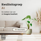 Alocasia Zebrina - 60 - 80 cm Hoog