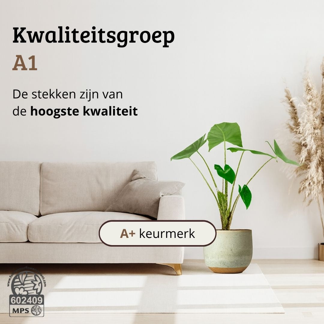 Alocasia Zebrina - 60 - 80 cm Hoog