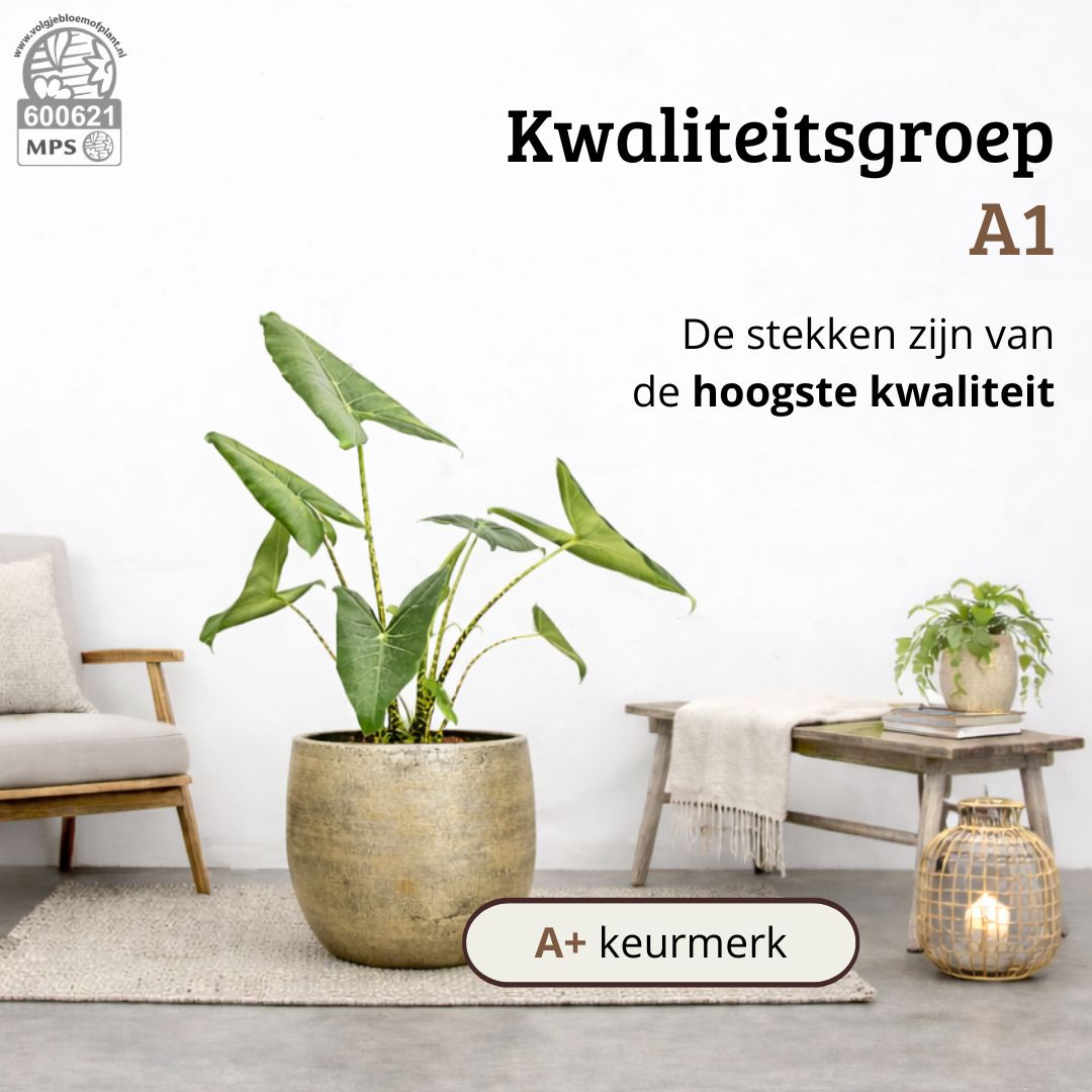Alocasia Zebrina - 80-100 cm Hoog