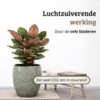 Calathea Makoyana - 75 - 95cm Hoog