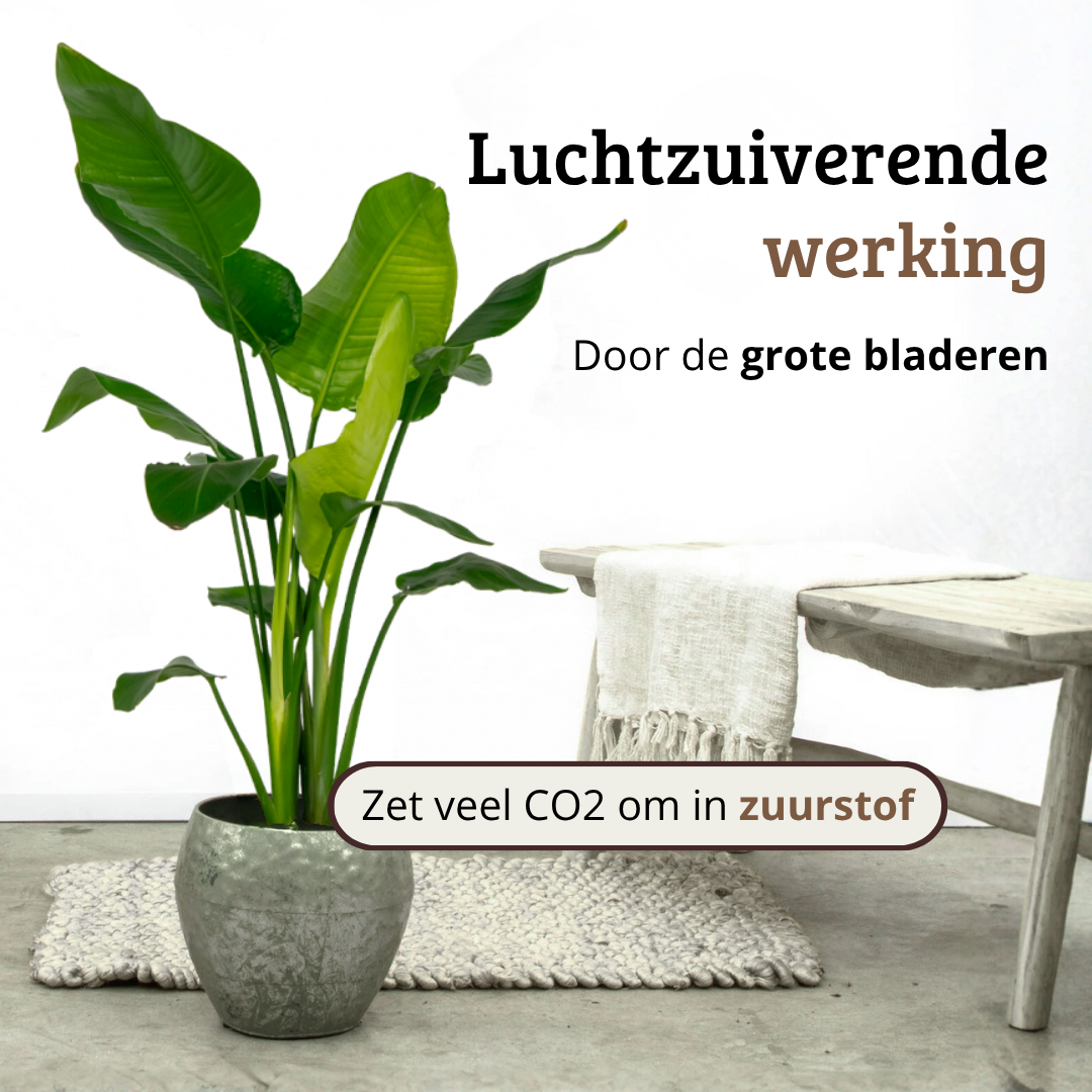 Strelitzia Nicolai - 100 - 120cm Hoog