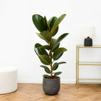 Ficus Elastica Robusta - 90 - 110 cm Hoog
