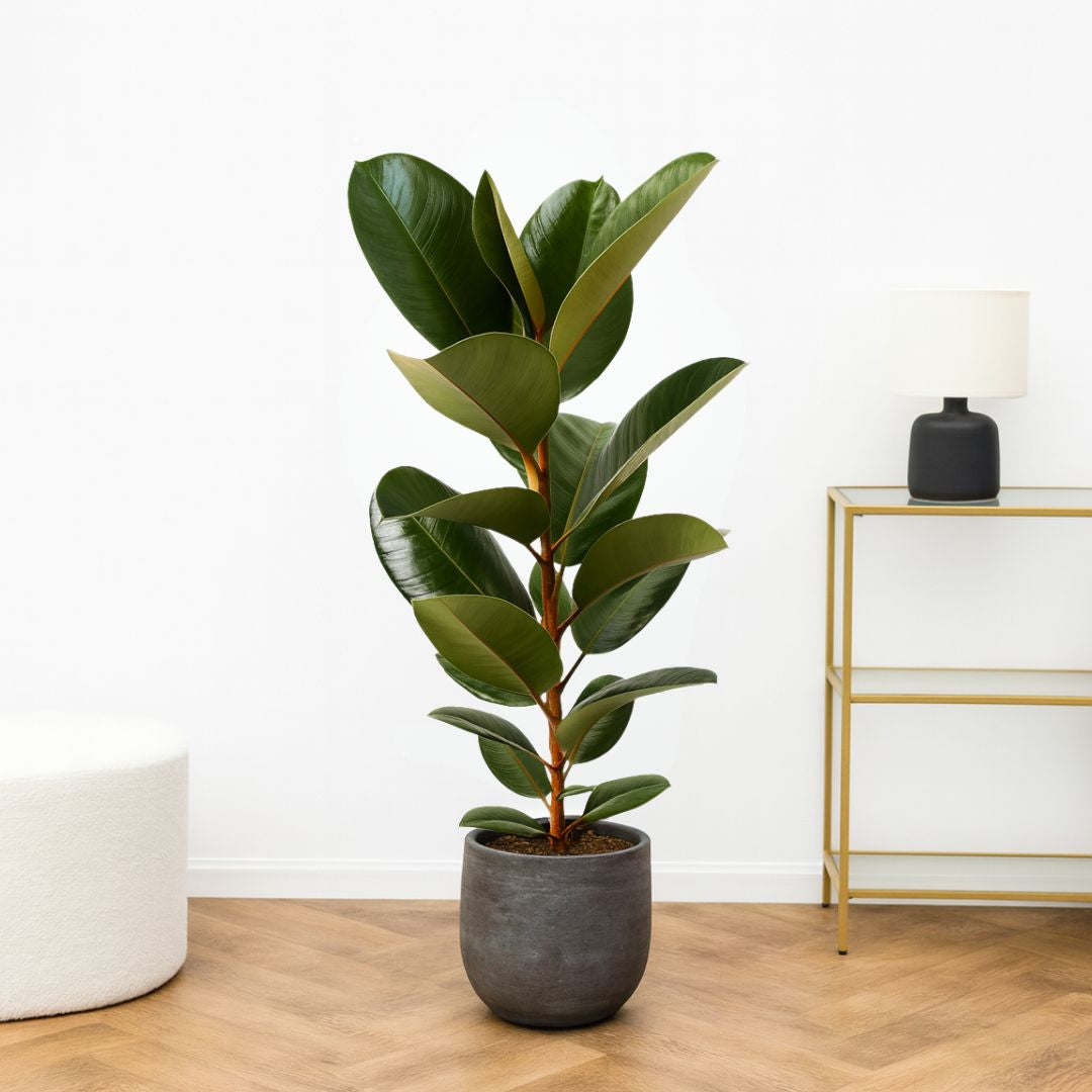 Ficus Elastica Robusta - 90 - 110 cm Hoog
