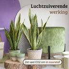 Sansevieria Laurentii - 60 - 80cm Hoog