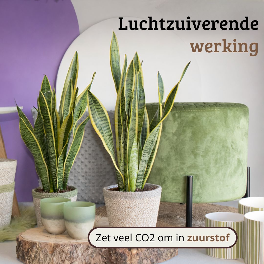 Sansevieria Laurentii - 60 - 80cm Hoog