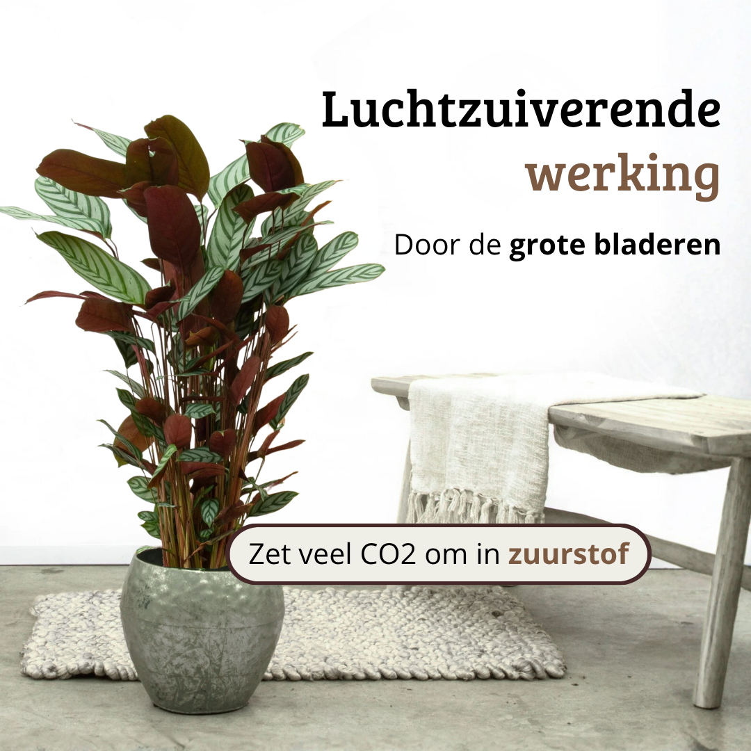 Ctenanthe Oppenheimiana - 80 - 100cm Hoog
