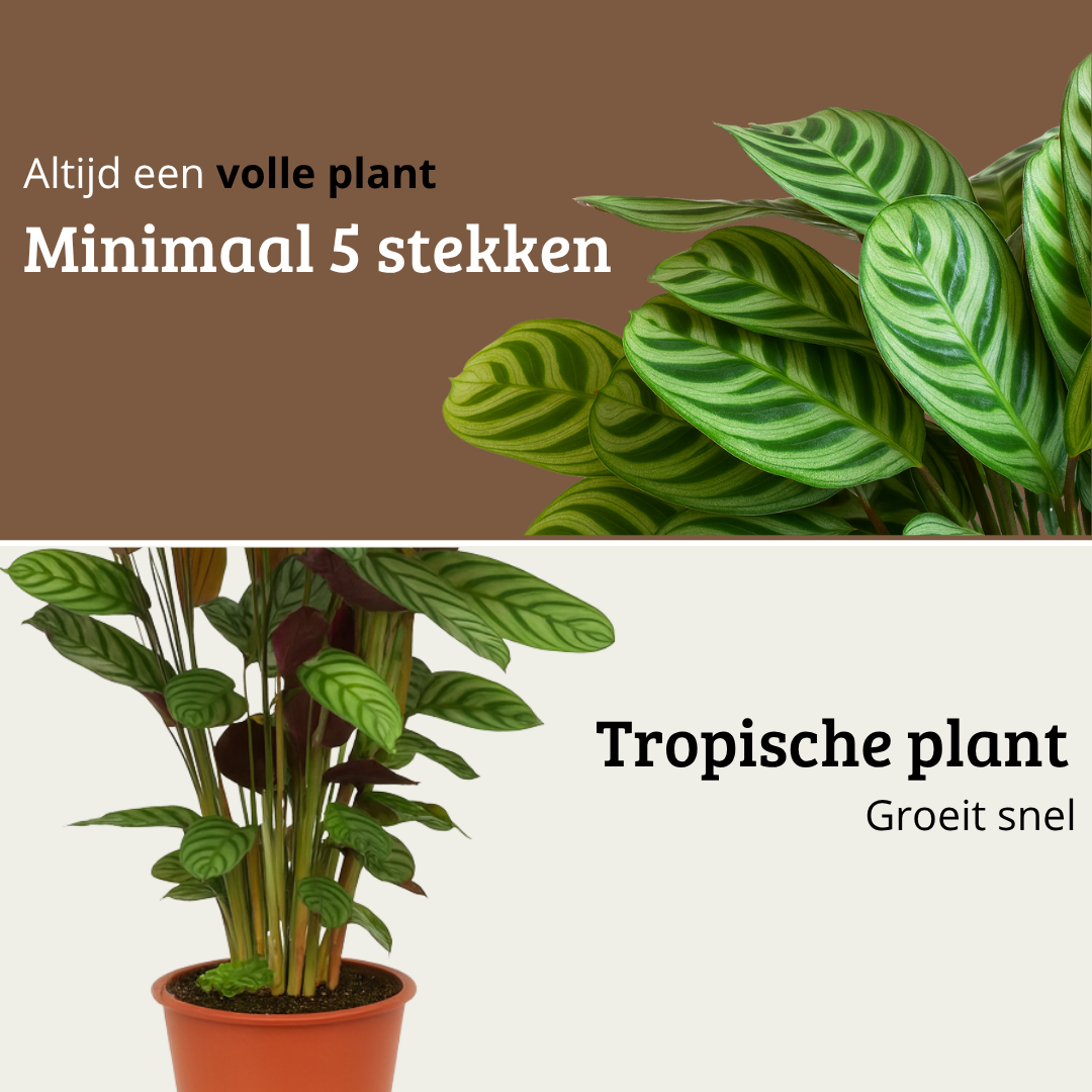 Ctenanthe Oppenheimiana - 80 - 100cm Hoog
