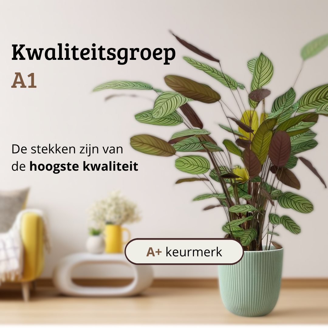 Ctenanthe Oppenheimiana - 80 - 100cm Hoog