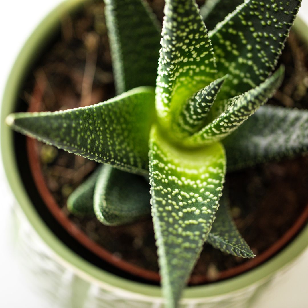 Mix mini vetplanten - 20 stuks