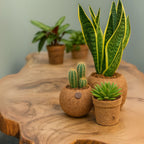 Kokodama Sansevieria - 40 - 60 cm Hoog