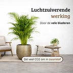 Areca - 100- 120cm Hoog