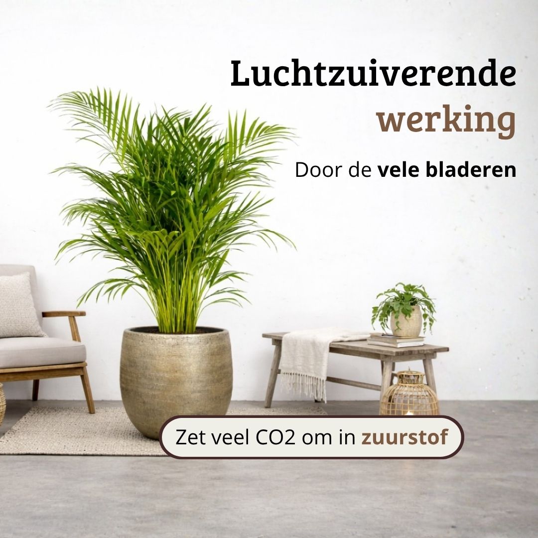 Areca - 100- 120cm Hoog