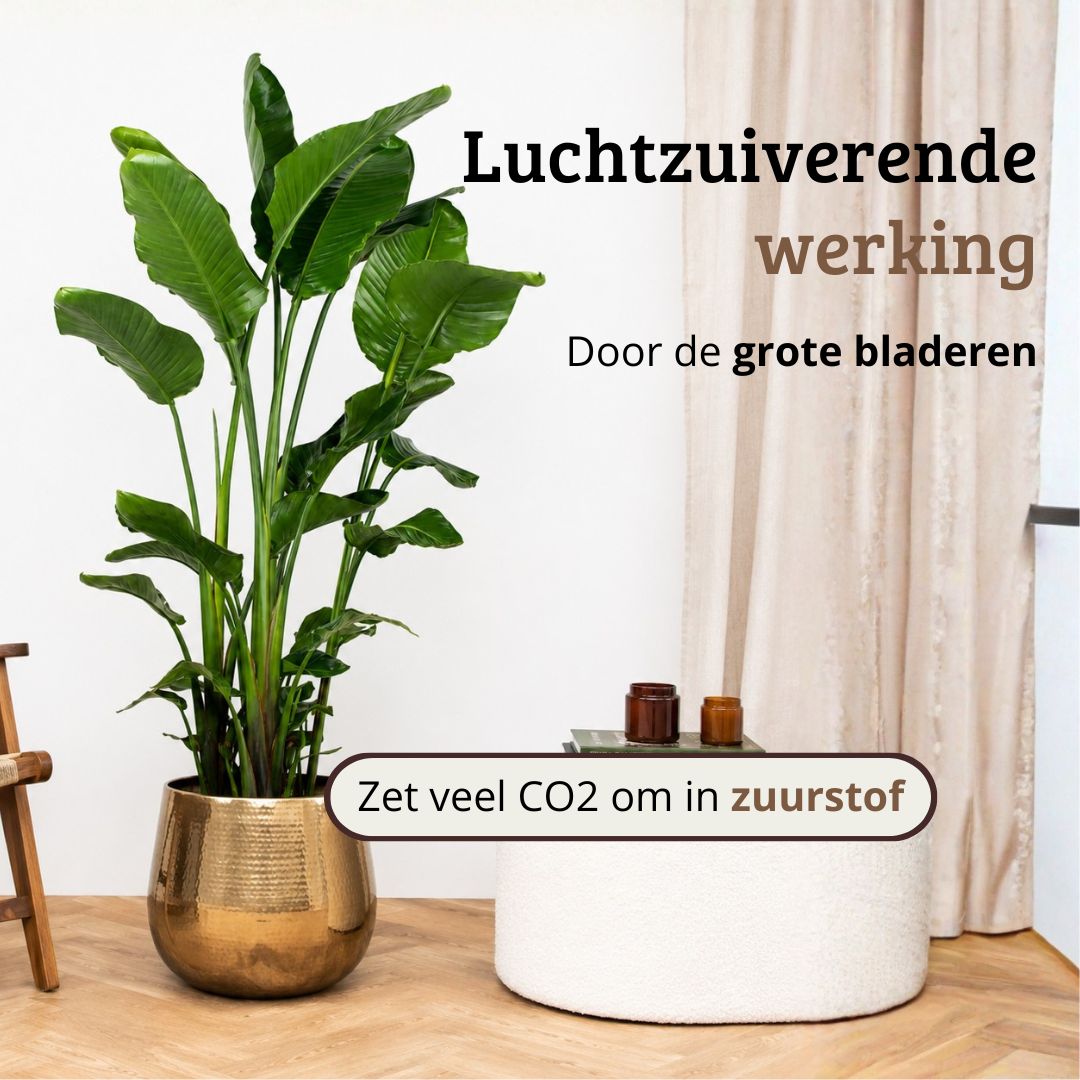 Strelitzia Nicolai - 150 - 170cm Hoog