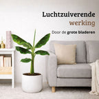 Musa Dwarf Cavendish - 70 - 90cm Hoog
