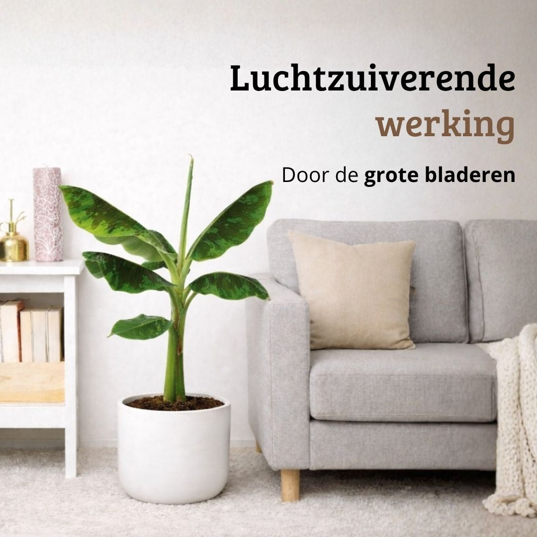 Musa Dwarf Cavendish - 70 - 90cm Hoog