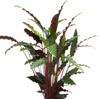 Calathea Rufibarba - 80 - 100cm Hoog