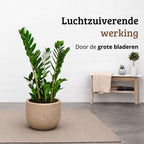Zamioculcas - 90 - 110cm Hoog