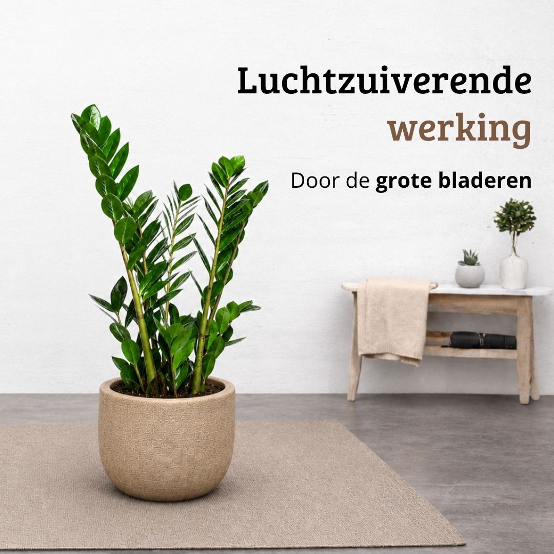 Zamioculcas - 90 - 110cm Hoog