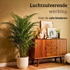 Areca - 120 - 140cm Hoog