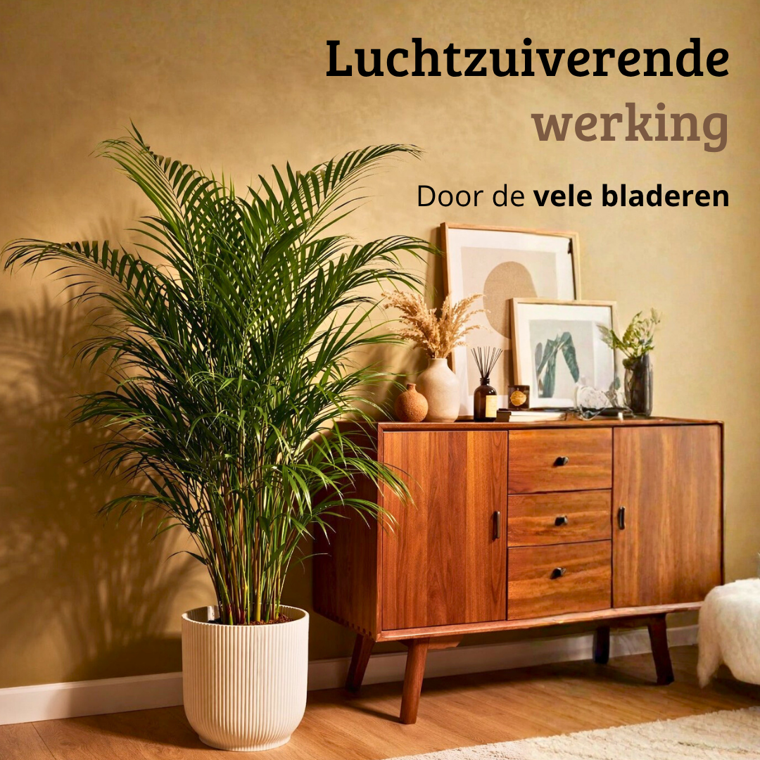 Areca - 120 - 140cm Hoog