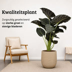 Alocasia Regal Shield - 120 - 140cm Hoog