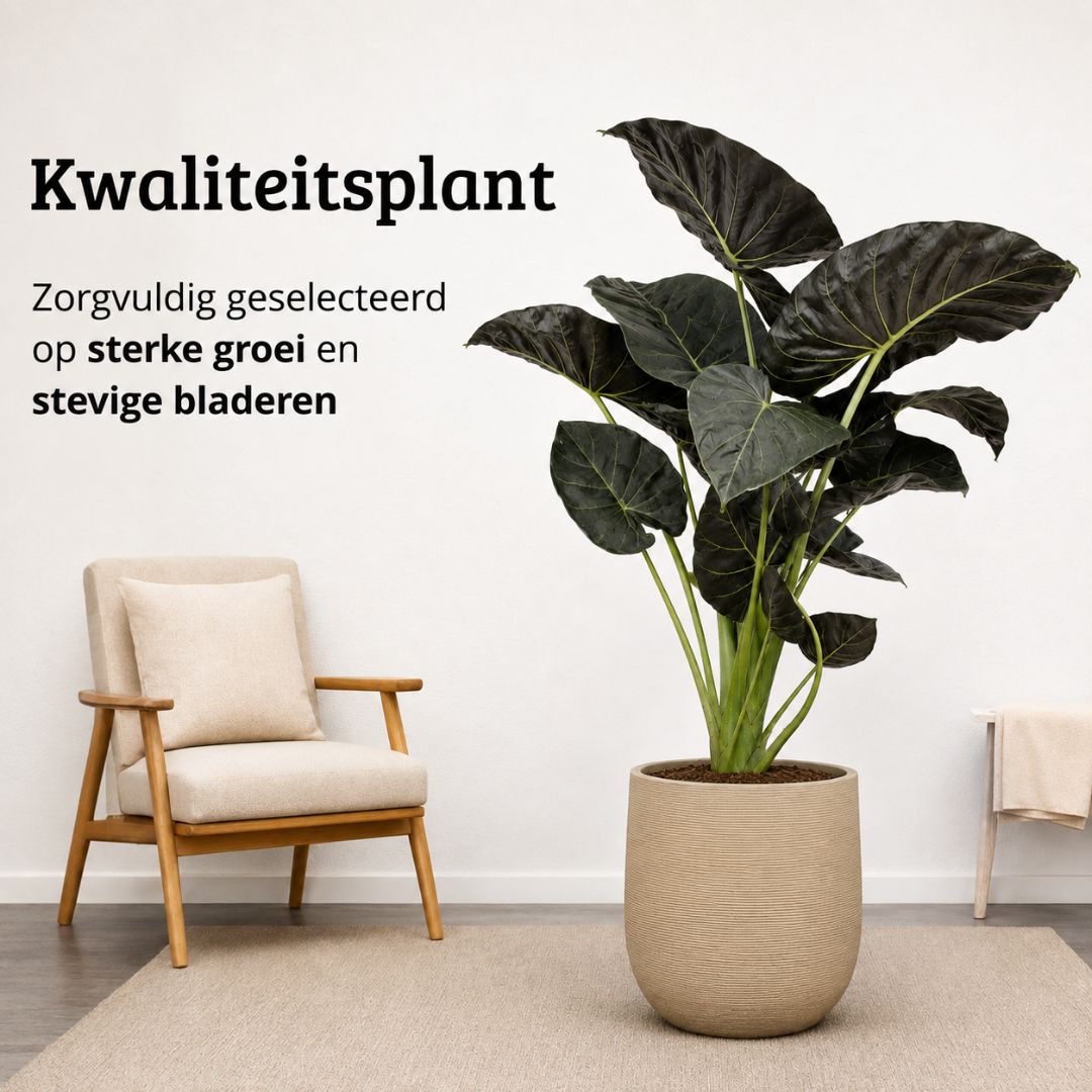 Alocasia Regal Shield - 120 - 140cm Hoog