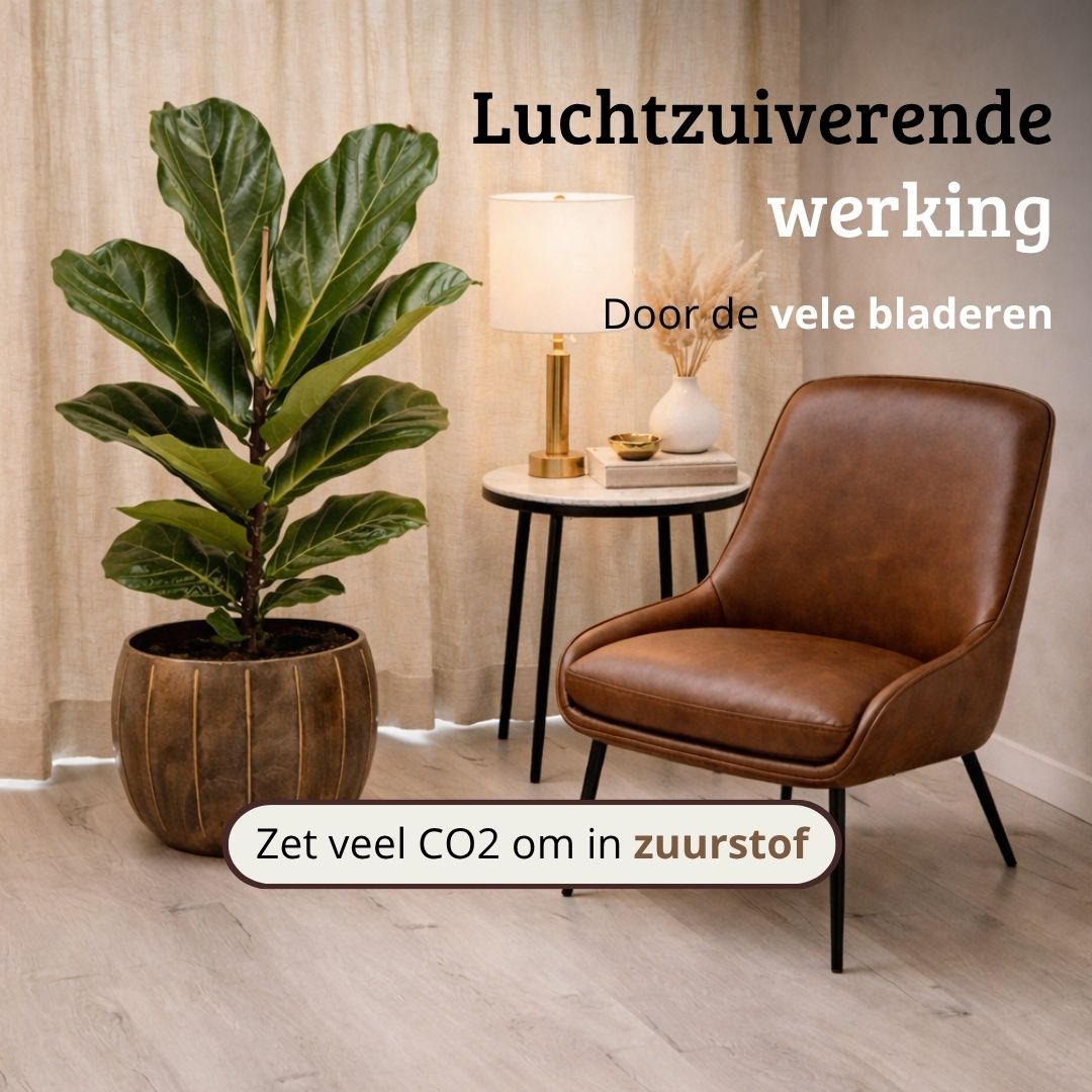 Ficus Lyrata - 70 - 90cm Hoog