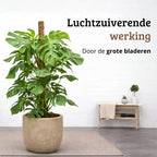 Monstera Deliciosa - 120 - 140cm Hoog