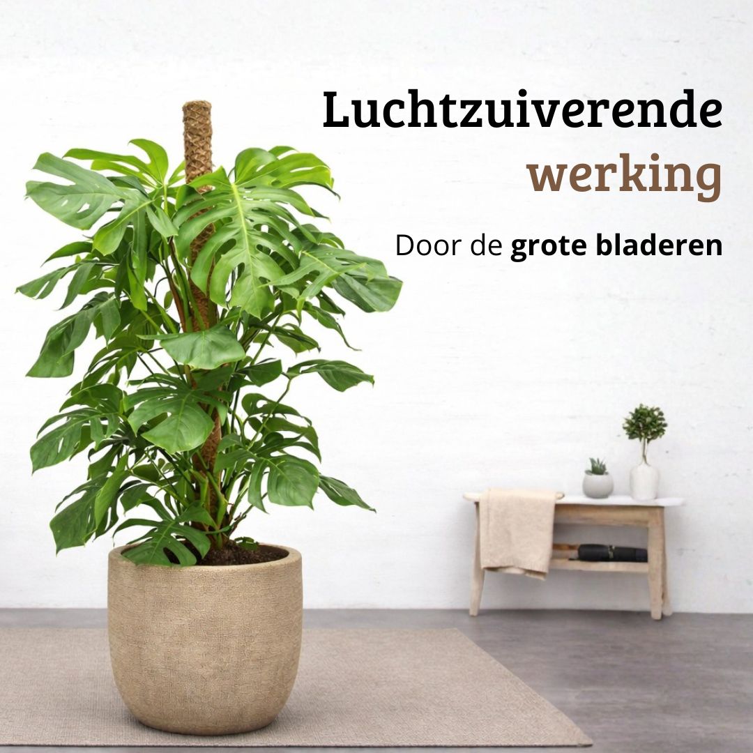 Monstera Deliciosa - 120 - 140cm Hoog