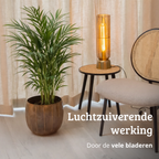 Areca - 70 - 90cm Hoog