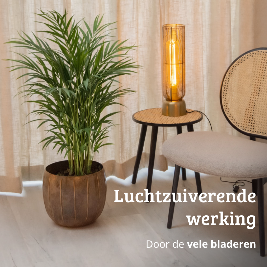 Areca - 70 - 90cm Hoog
