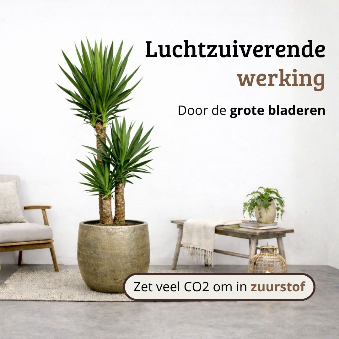 Yucca Elephantipes - 120 - 140cm Hoog