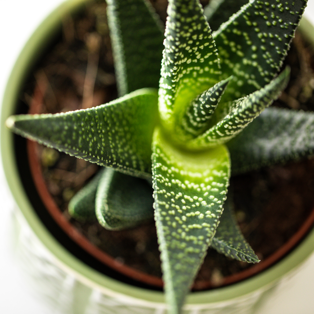 Mix mini vetplanten - 6 stuks