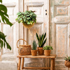Kokodama Set - Chloropythum - Tradescantia Zebrina
