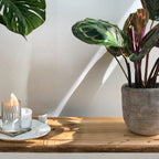 Calathea Medaillon - 70 - 80 cm Hoog