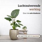 Alocasia Regal Shield - 80 - 100cm Hoog