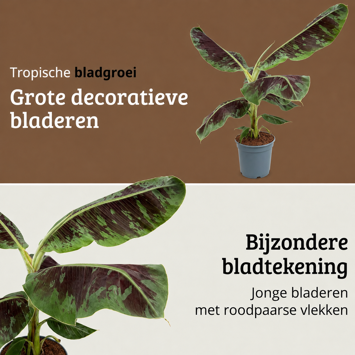 Musa Dwarf Cavendish - 90-110 cm Hoog