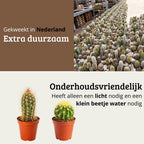 Mini Cactus Mix - 12 Stuks