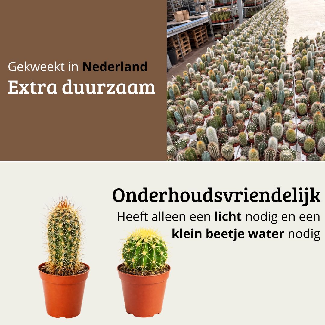 Mini Cactus Mix - 12 Stuks
