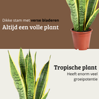 Sansevieria Laurentii - 40 - 60cm Hoog