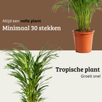 Areca - 120 - 140cm Hoog