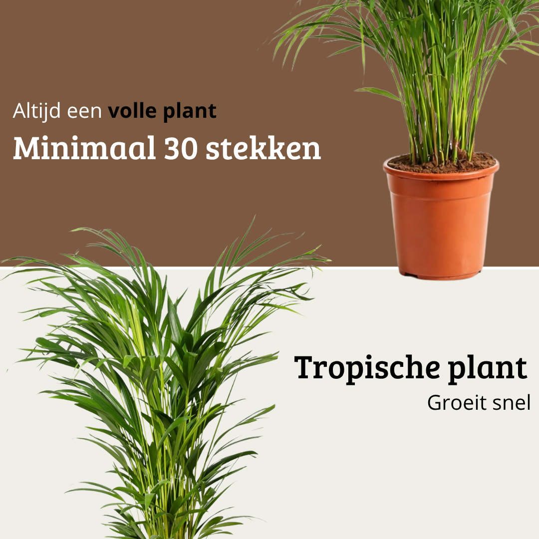 Areca - 120 - 140cm Hoog