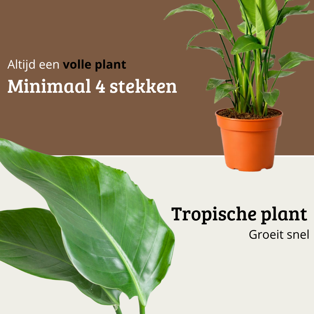 Strelitzia Nicolai - 130 - 150cm Hoog