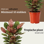 Calathea Makoyana - 75 - 95cm Hoog