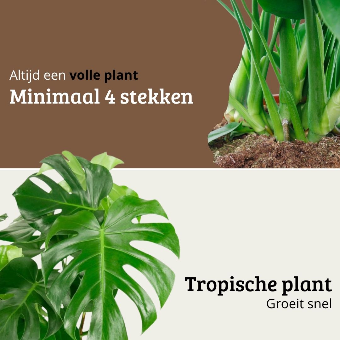 Monstera Deliciosa - 70 - 90cm Hoog