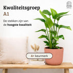 Strelitzia Nicolai - 60 - 80cm Hoog