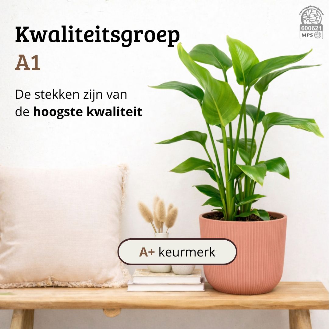 Strelitzia Nicolai - 60 - 80cm Hoog