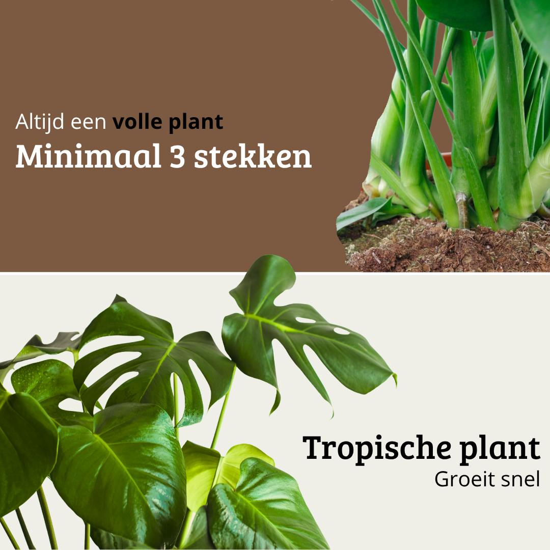 Monstera Deliciosa - 60-80 cm Hoog