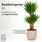 Yucca Elephantipes - 100 - 120cm Hoog