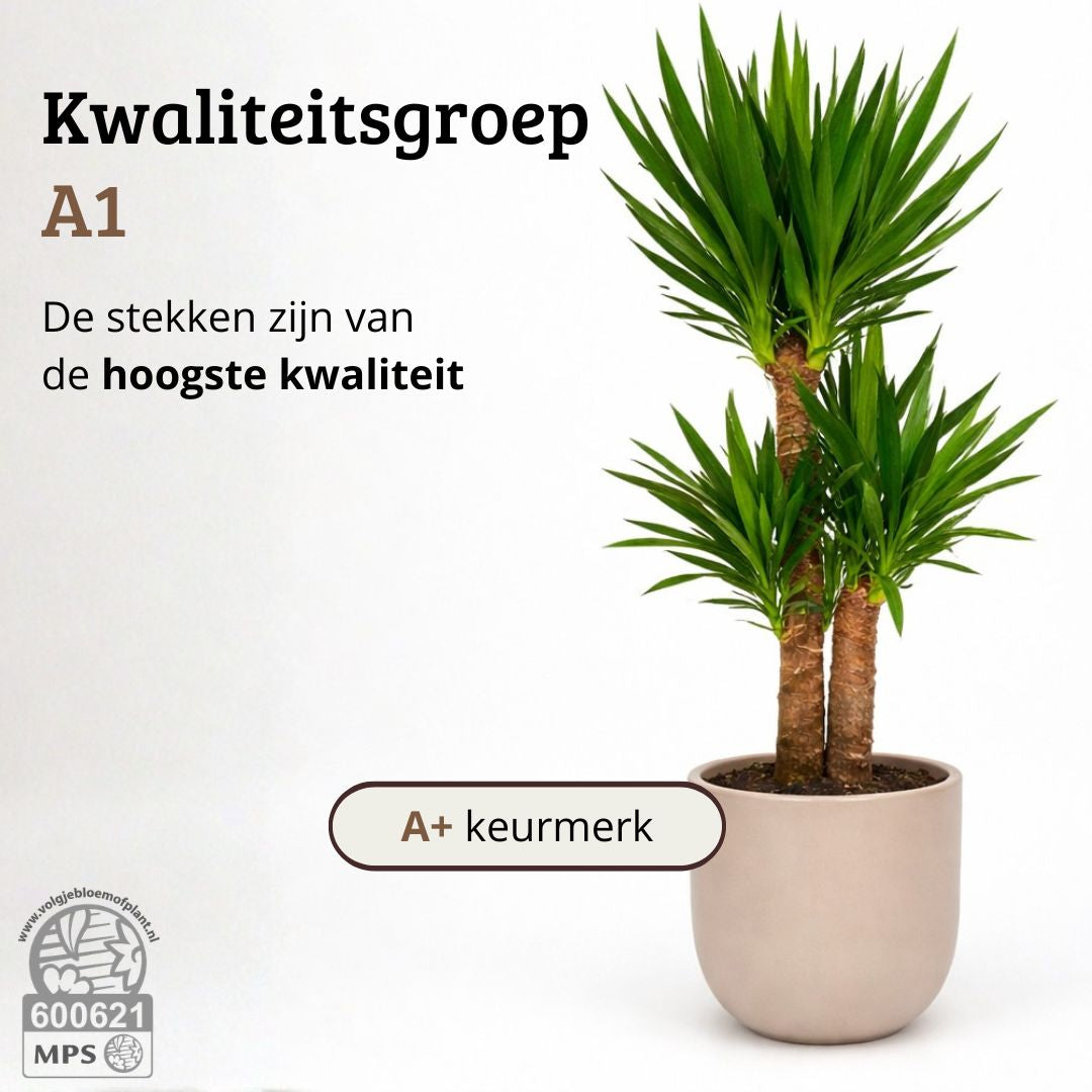 Yucca Elephantipes - 100 - 120cm Hoog